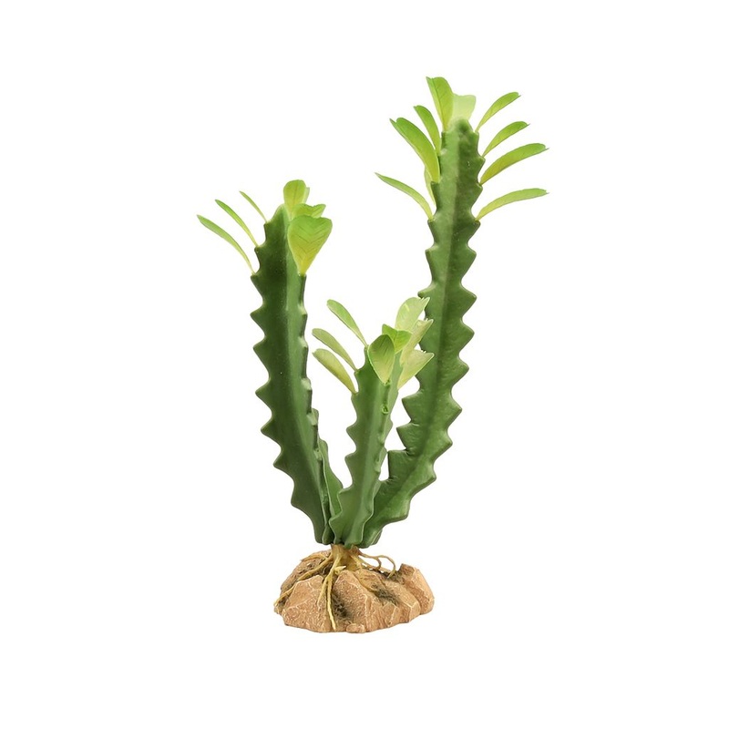 ZM Desert Flora Euphorbia