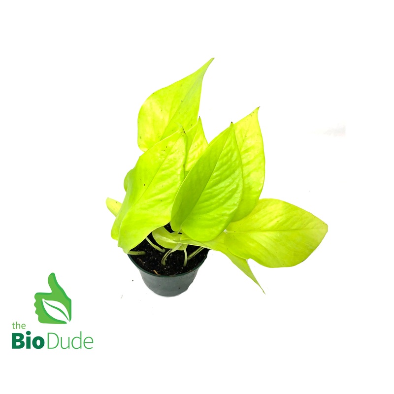 4″ Pot Neon Pothos