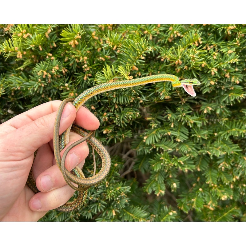 Adult Parrot Snake (Female)