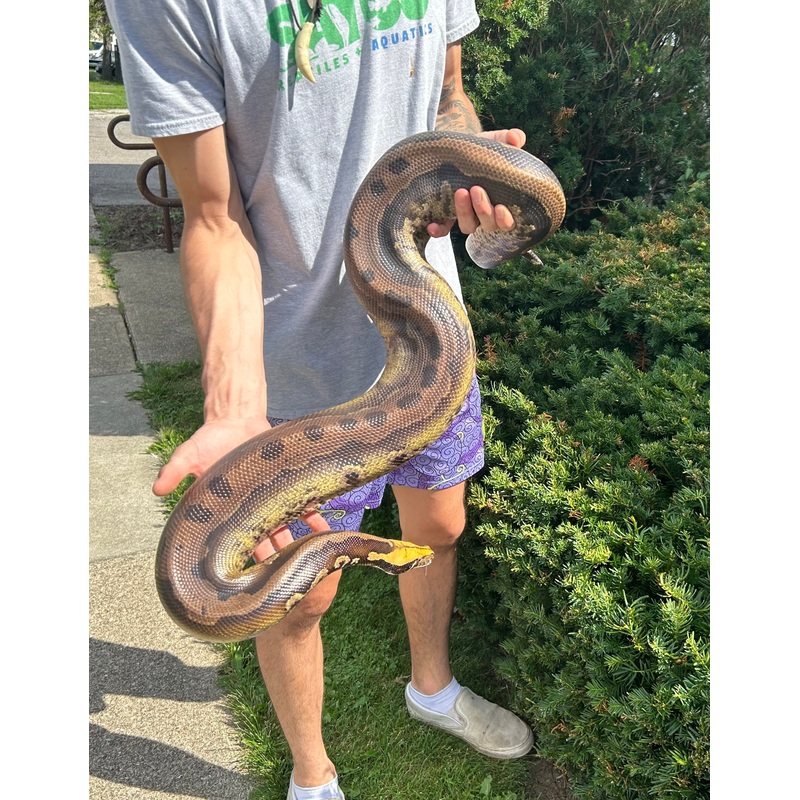 Adult Pumpkin Head Sumatran Short-Tailed Python (Male)