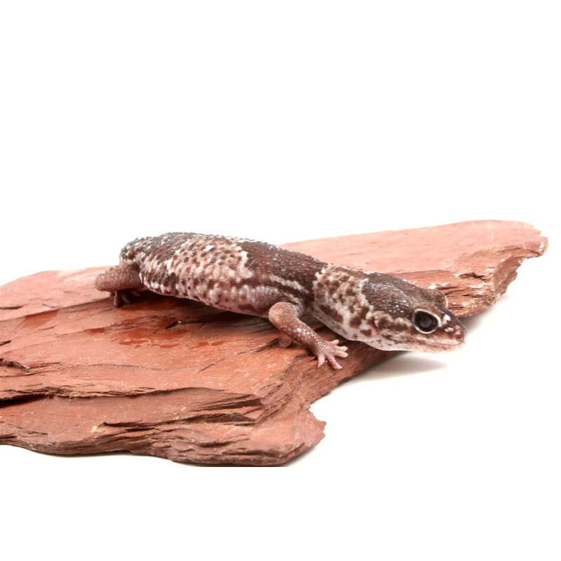 African Fat Tail Gecko
