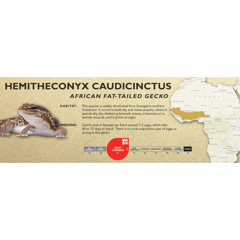 African Fat-Tailed Gecko (Hemitheconyx caudicinctus) Classic Vivarium Label None