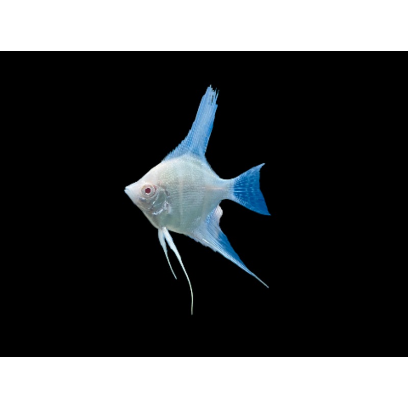 Albino Dantum Angelfish