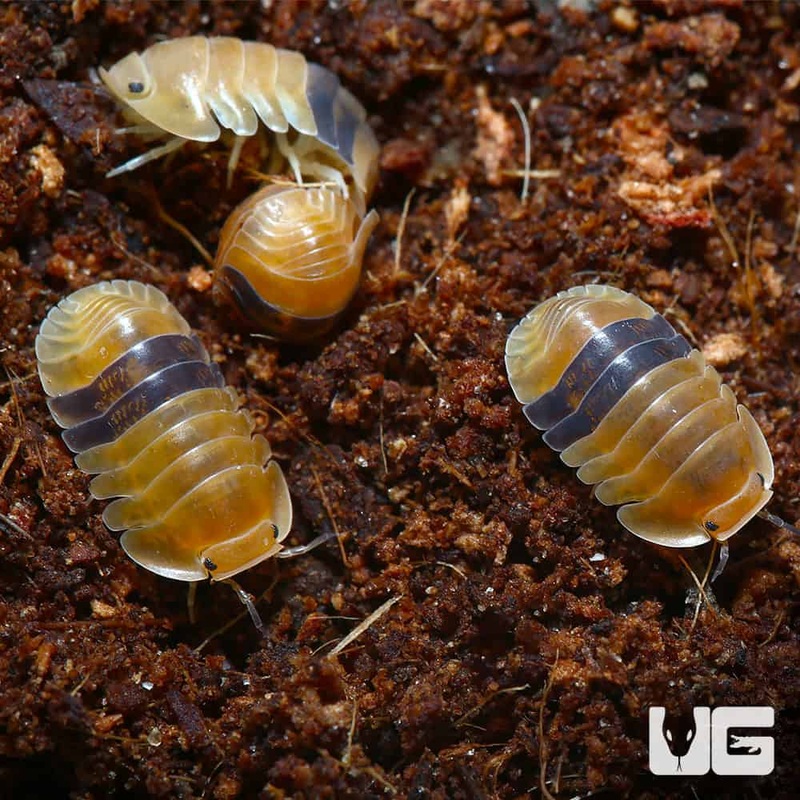 “Amber” Ducky Isopod (Cubaris Sp. Amber) For Sale