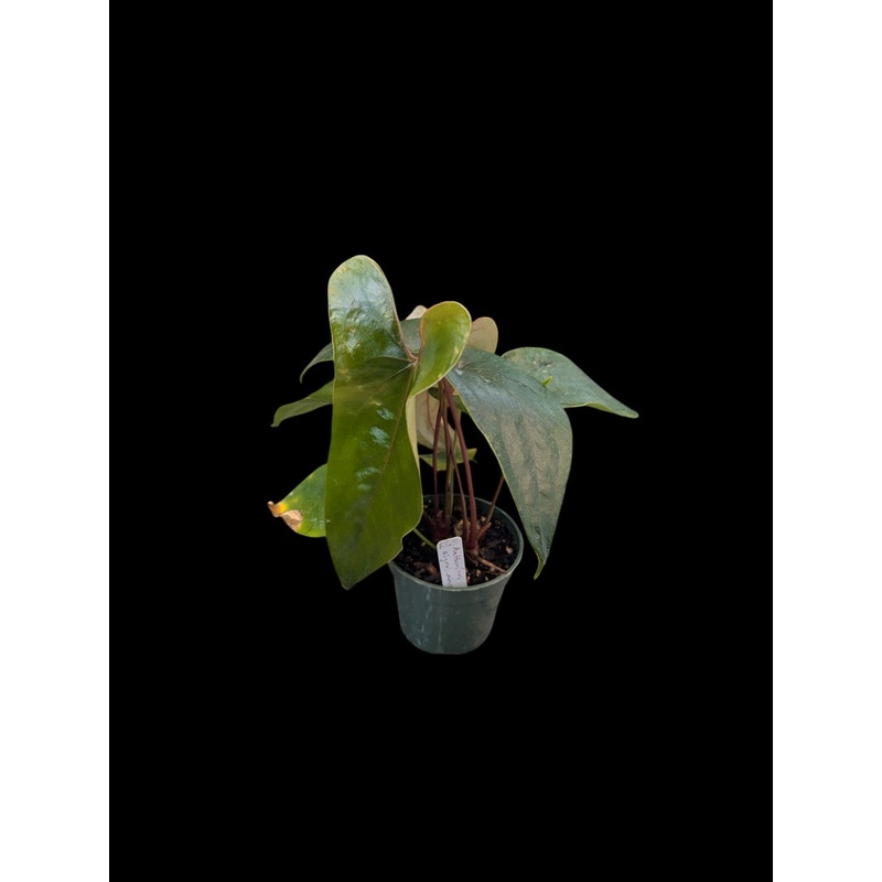 Anthurium nigrolaminum ‘Gigi’ A