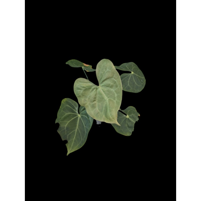 Anthurium pterodactyl