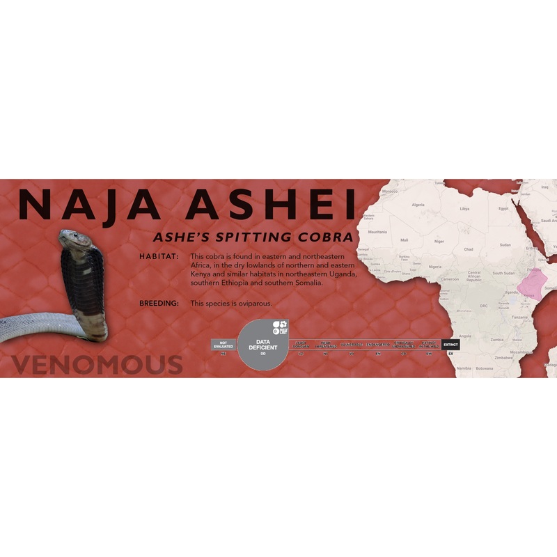 Ashe’s Spitting Cobra (Naja ashei) Classic Vivarium Label Original