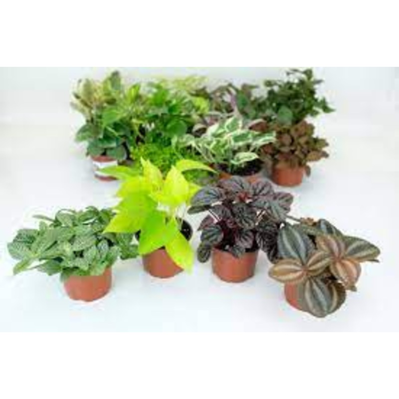 Assorted Live Plant Small