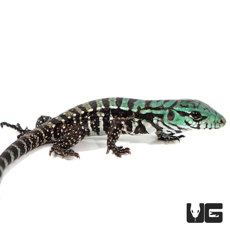 Baby Purple Tegu for sale