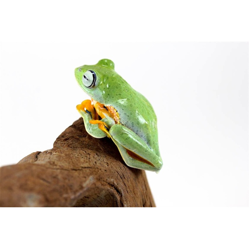 Black Webbed Flyng Frog