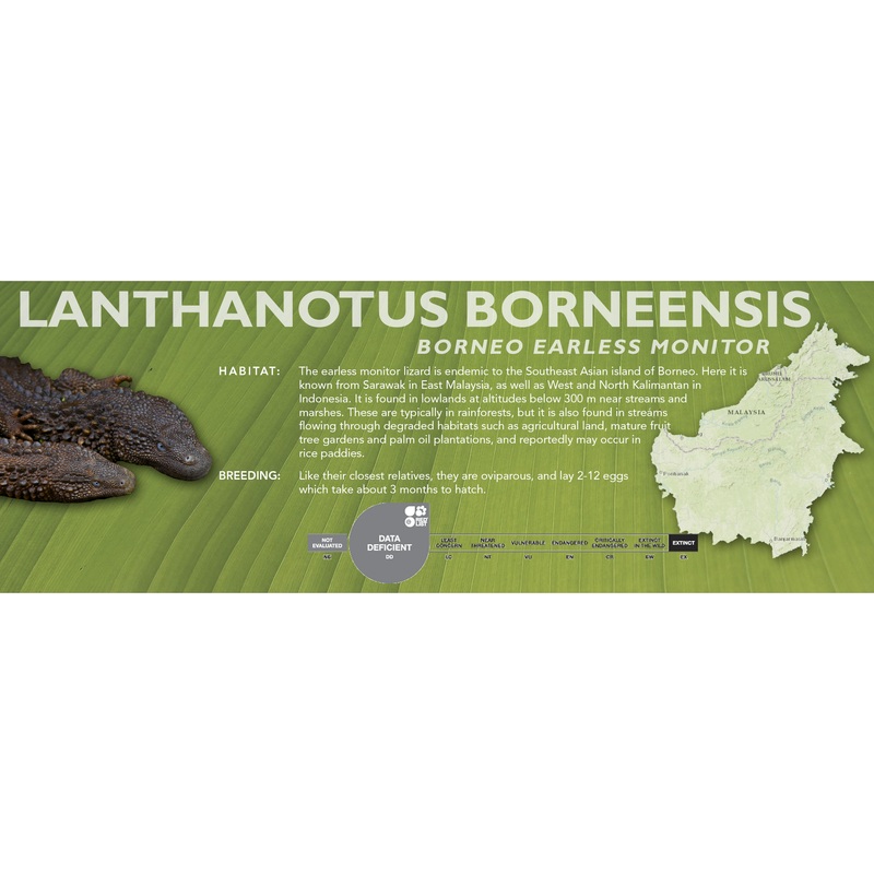 Borneo Earless Monitor (Lanthanotus borneensis) Classic Vivarium Label