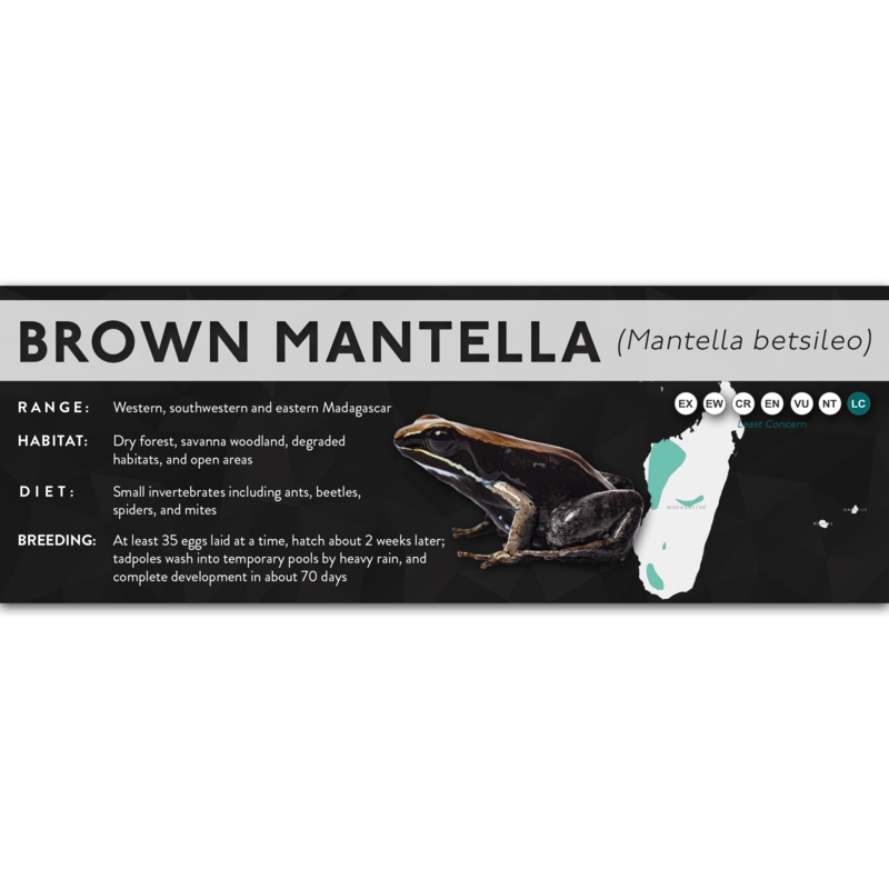 Brown Mantella (Mantella betsileo) – X Label Laminated Paper