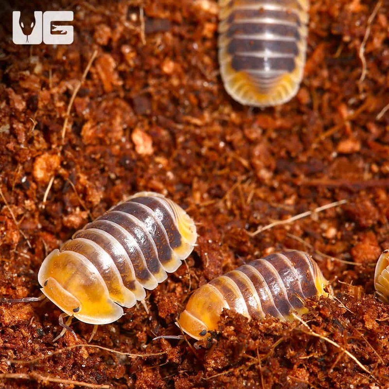 “Jupiter” Isopod (Cubaris Sp. Jupiter) For Sale