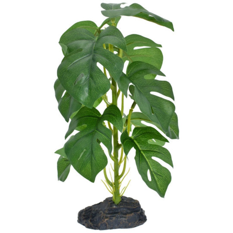 Komodo Monstera – Small 10″
