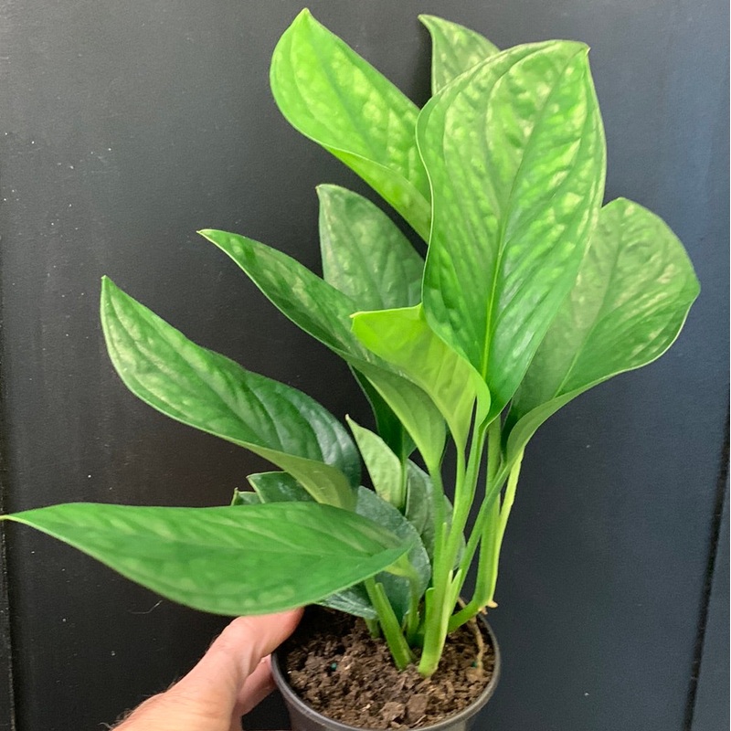 Monstera Siam 4″ Pot