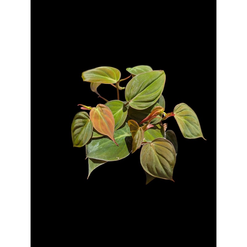 Philodendron micans 3.5″ pot