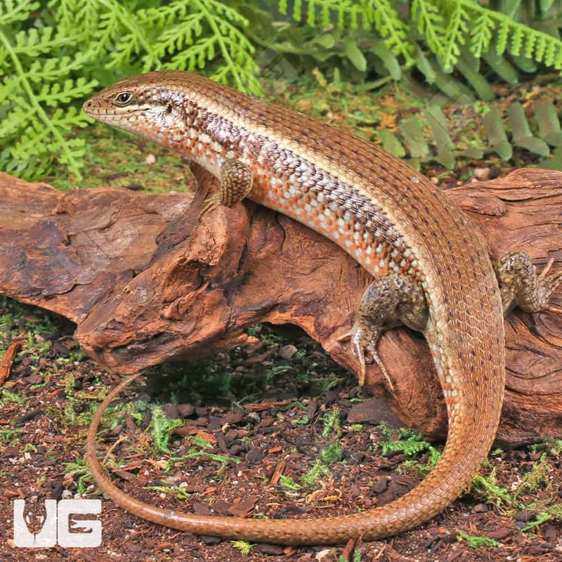 Red Sided Skinks For Sale