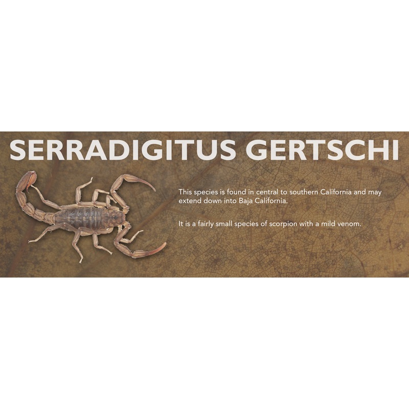 Serradigitus gertschi – Scorpion Label Standard Size 7″ x 2.5″