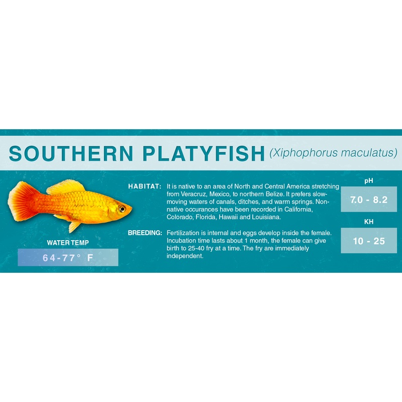 Southern Platyfish (Xiphophorus maculatus) – Classic Aquarium Label Standard Size (7″x 2.5″) Marigold