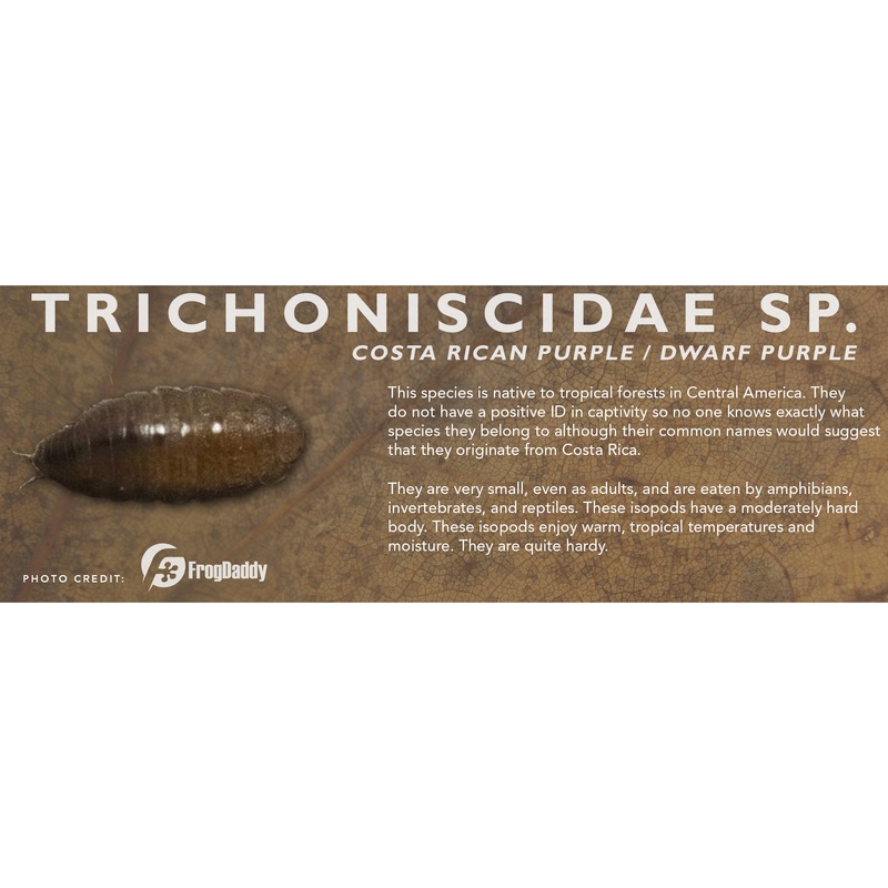 Trichoniscidae sp. (Costa Rican Dwarf Purple) – Isopod Label Standard Size 7″ x 2.5″