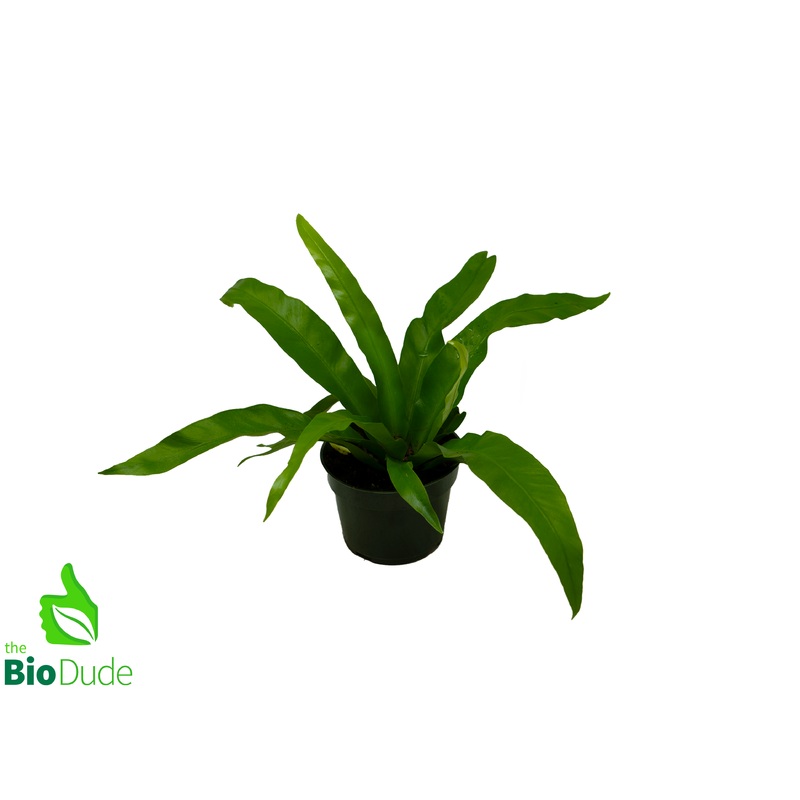 4″ Pot Bird’s Nest Fern Osaka