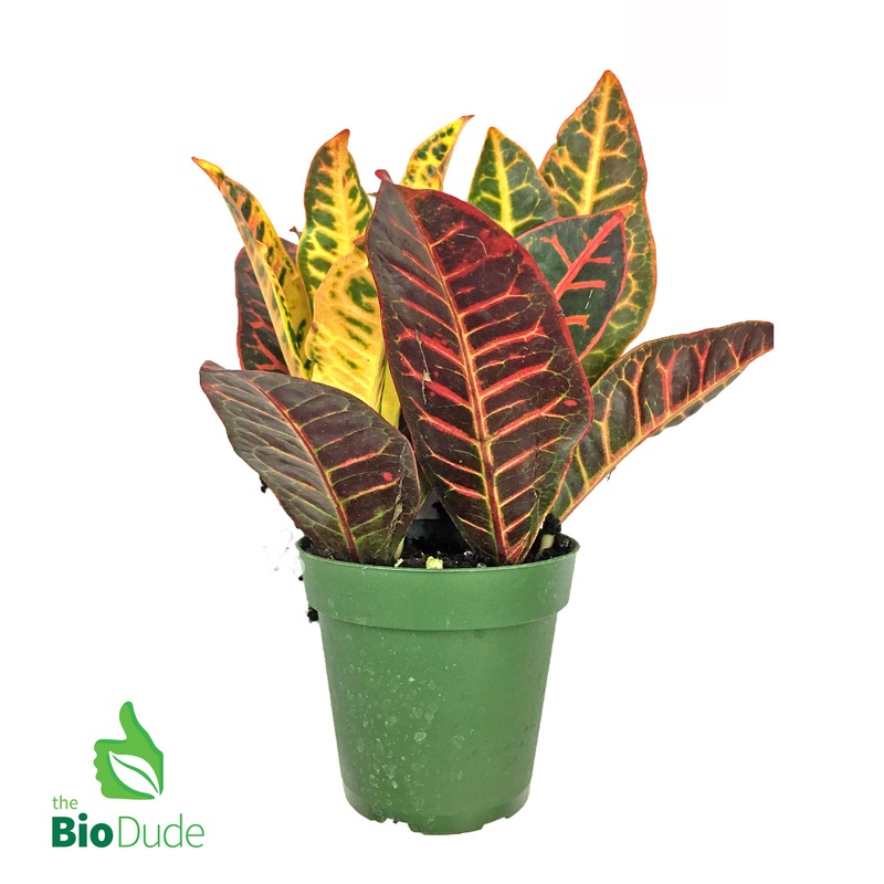 4″ Pot Croton