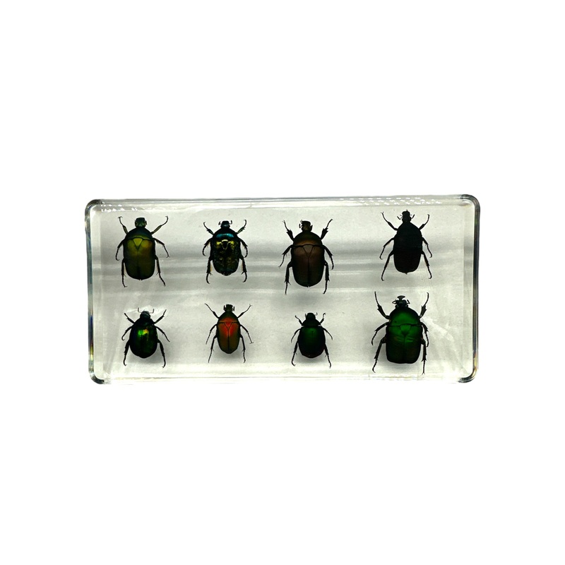 8 Rose Chafer Beetles Set – Specimen In Resin