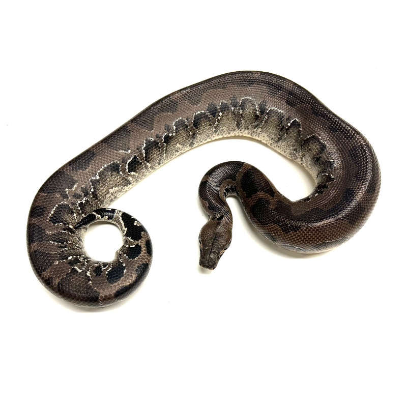 Adult Sumatran Short-Tailed Python (Male)