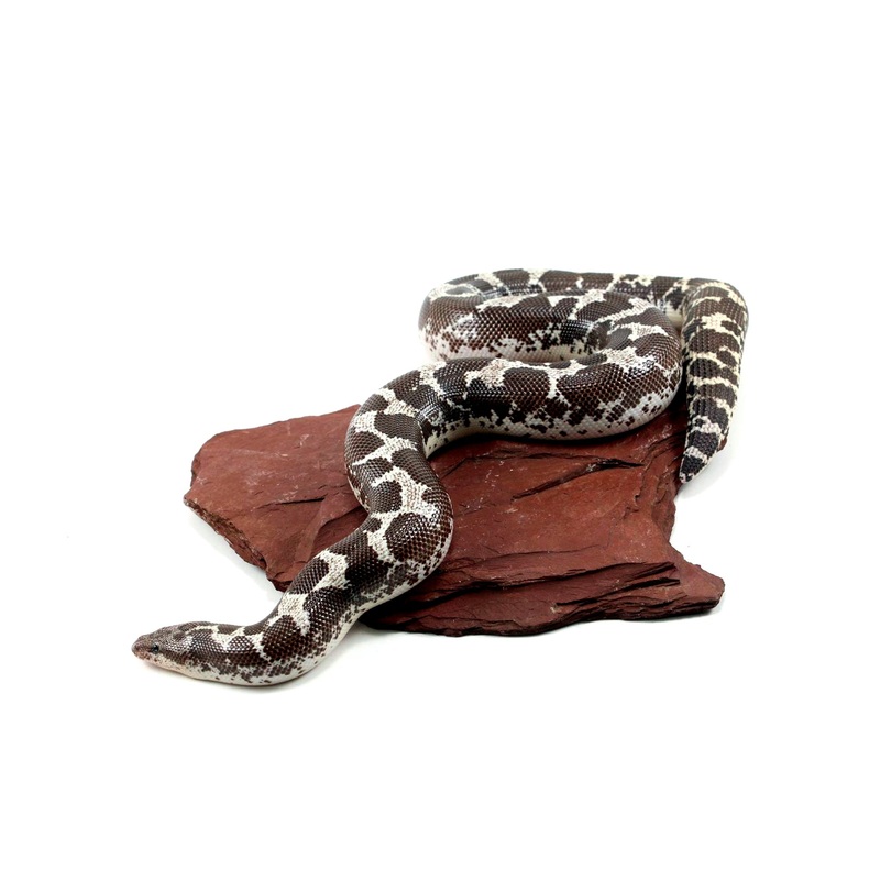 Anery Kenyan Sand Boa