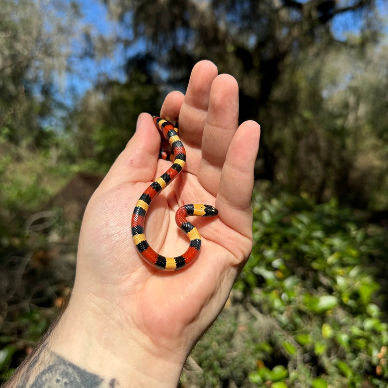 Baby Apricot Pueblan Milk Snake Male