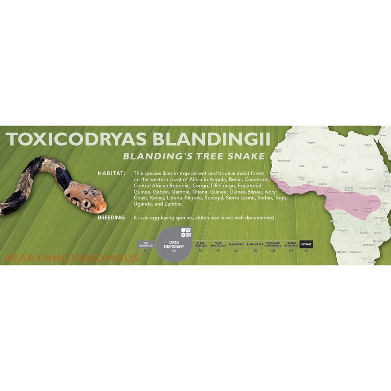 Blanding’s Tree Snake (Toxicodryas blandingii) Classic Vivarium Label Original
