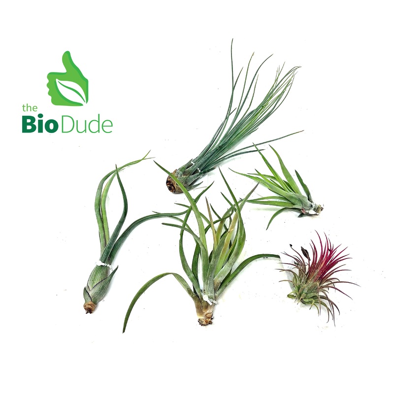 Bromeliad Tillandsia 5-Pack *The Dude’s Choice*