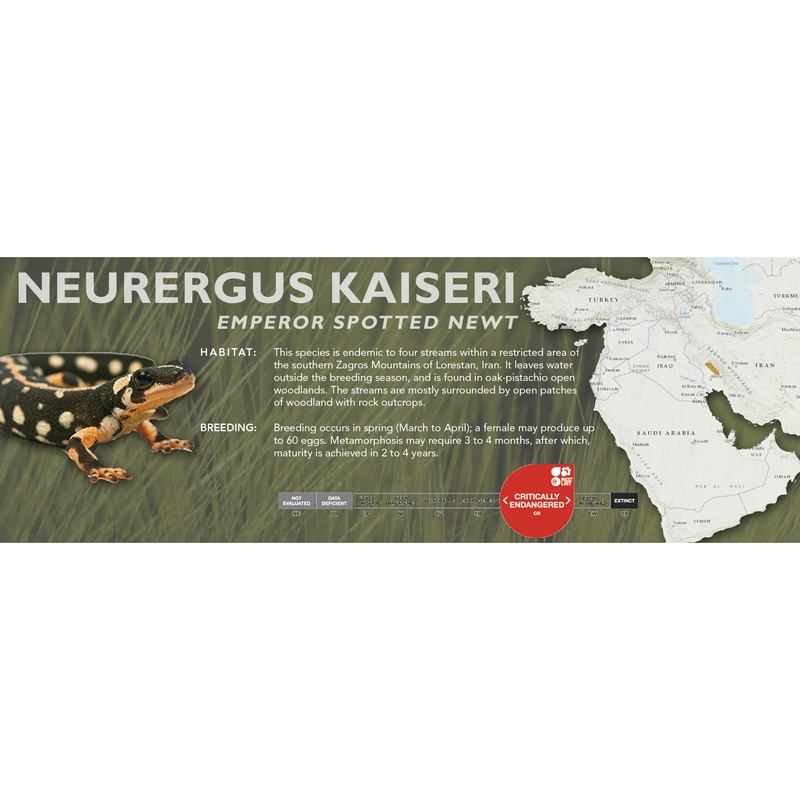 Emperor Spotted Newt (Neurergus kaiseri) – Classic Vivarium Label