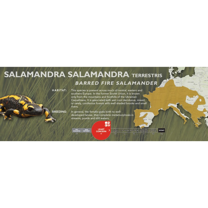 Fire Salamander (Salamandra salamandra) – Classic Vivarium Label Terrestris (Barred)