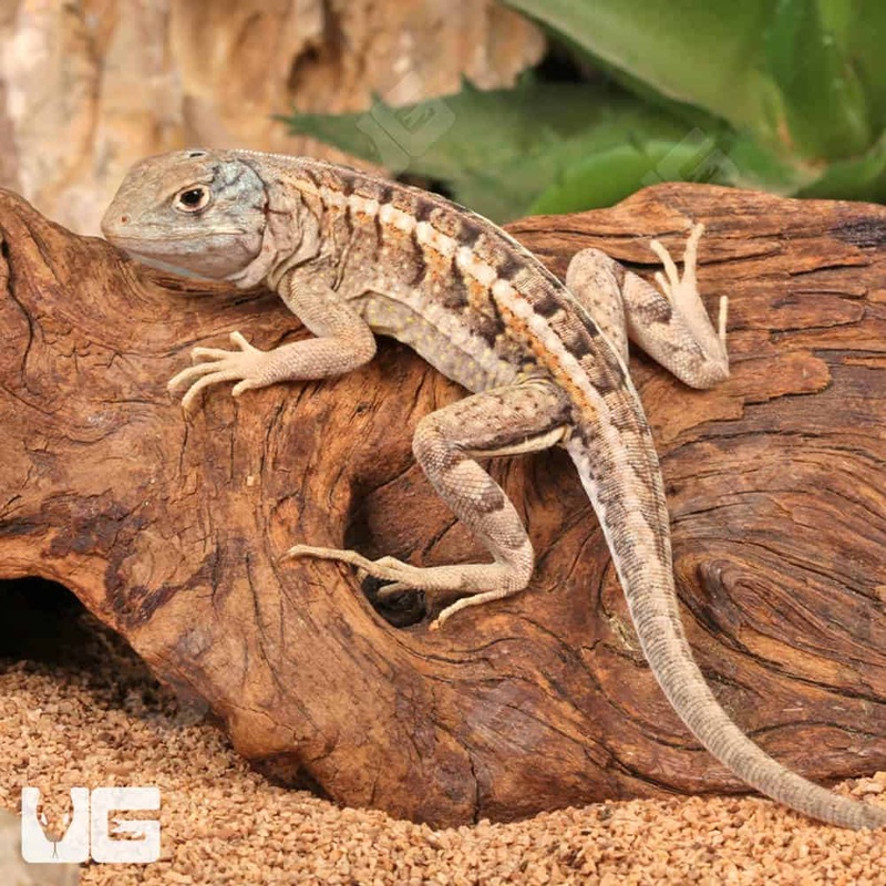Malagasy Three Eyed Lizards(Chalarodon madagascariensis)For Sale
