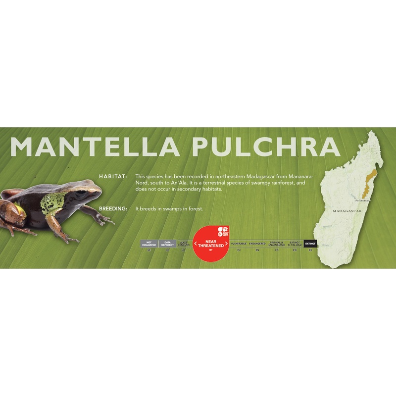 Mantella pulchra – Classic Vivarium Label