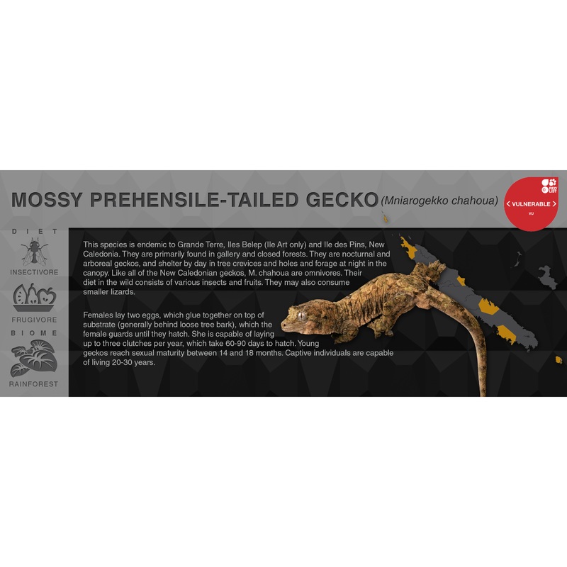 Mossy Prehensile-Tailed Gecko (Mniarogekko chahoua) – Black Series Vivarium Label Black