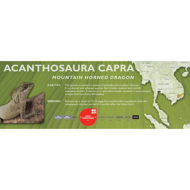 Mountain Horned Lizard (Acanthosaura capra) Classic Vivarium Label