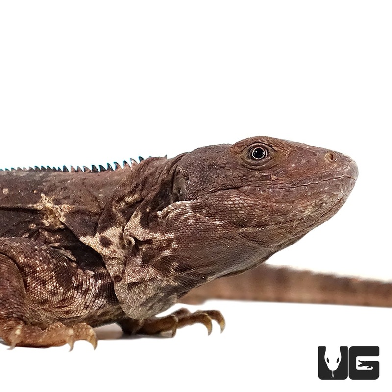 Oaxacana Spiny Tail Iguana