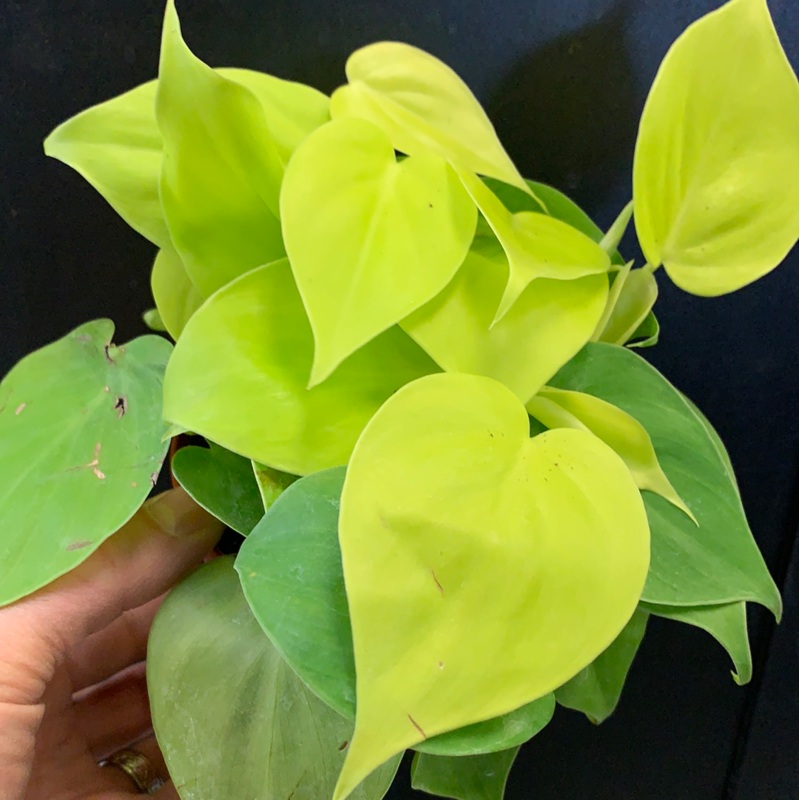 Philodendron cordatum Lemon Lime 4″ Pot