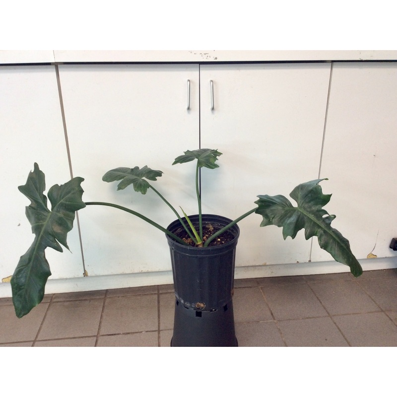 Philodendron ‘Golden Dragon’ 5″ Pot (reverted)