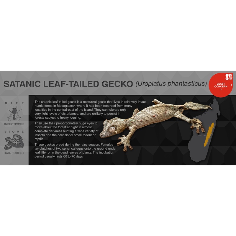 Satanic Leaf-Tailed Gecko (Uroplatus phantasticus) – Black Series Vivarium Label Black