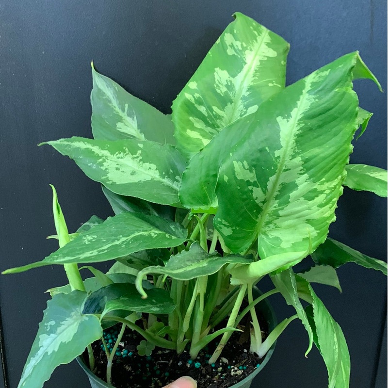 Schismatoglottis spp