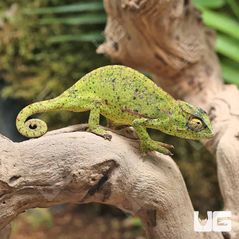Senegal Chameleons For Sale