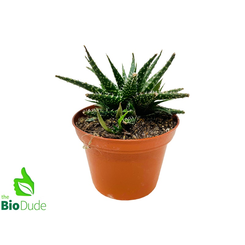 3″ Pot Haworthia Leaved Aloe