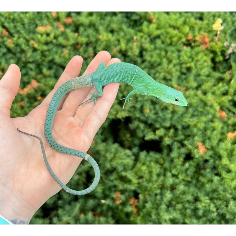 Adult Green Keeled Lizard (Male 1)