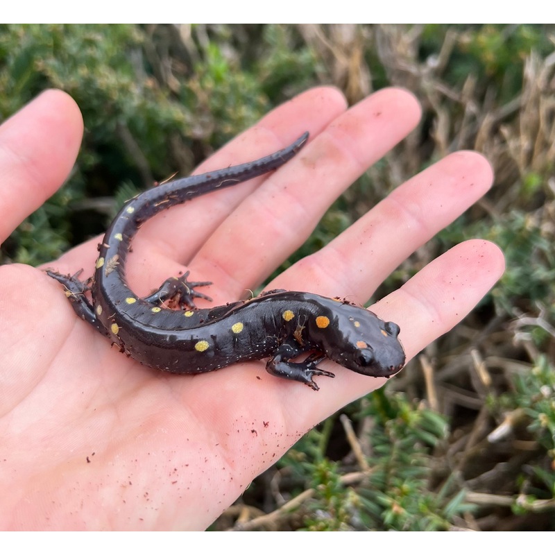 Adult Spotted Salamander