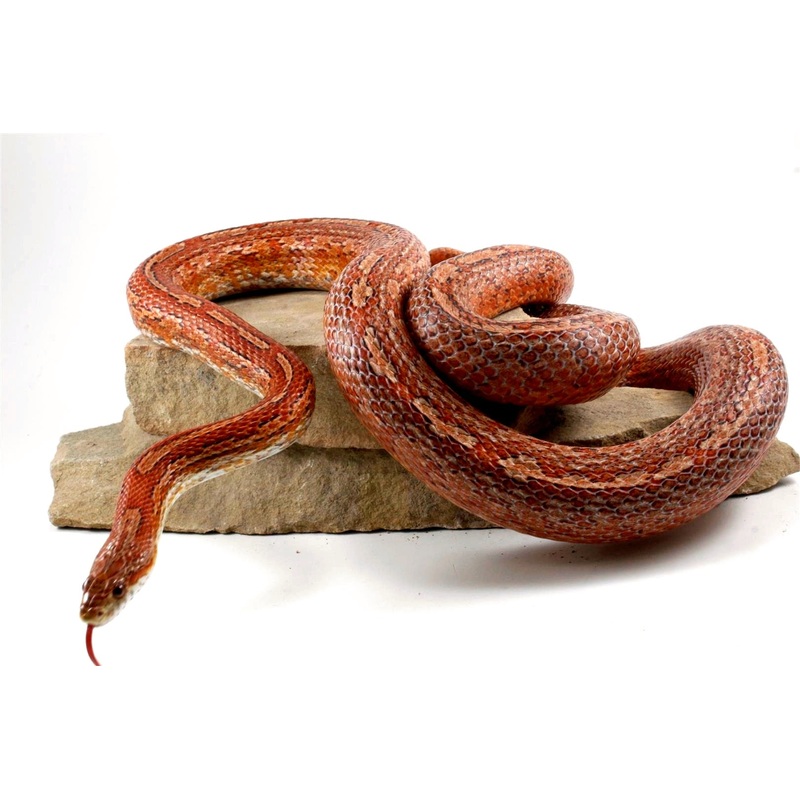 Amel Tessera Corn Snake