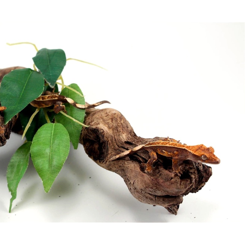 Assorted Pinstripe Crested Gecko