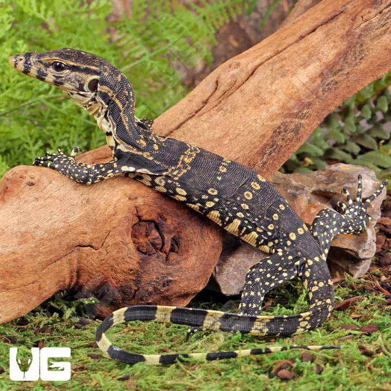 Baby Asian Water Monitors For Sale